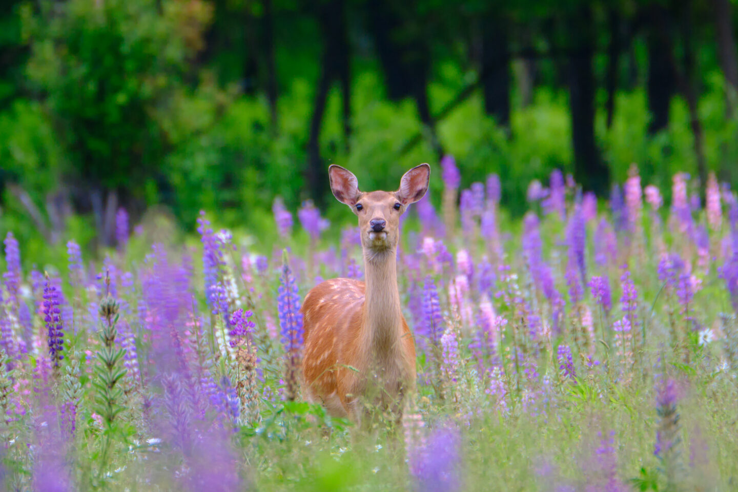 野生動物 ウォールアート 山高原 野生動物 風景 風景 大きな丸い壁掛け時計 装飾 24インチ 電池式並行輸入 タペストリー サバンナ 動物 象 キリン アフリカ 野生