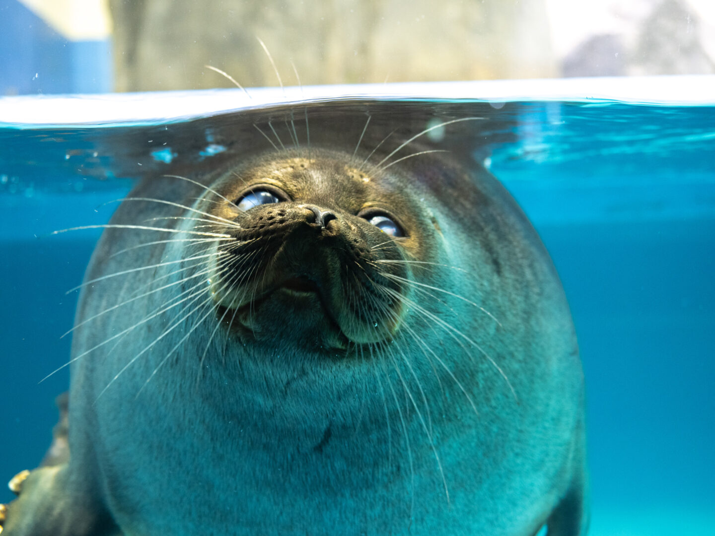 憧れの魚に出会える！？全国絵になる水族館めぐり撮影旅～近畿編～