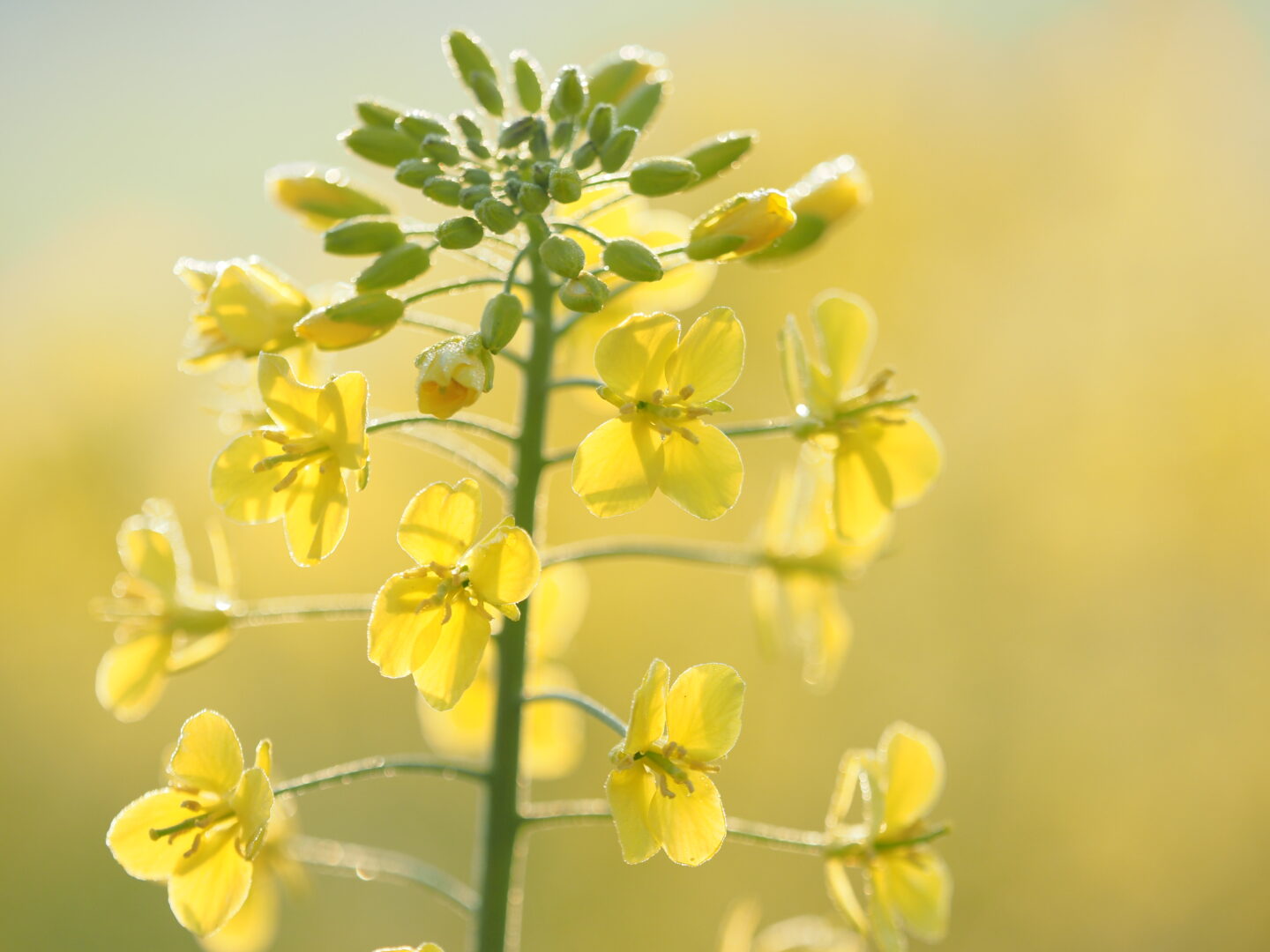 菜の花を撮ろう！｜上手に撮る方法をプロが紹介 ～吉住志穂～