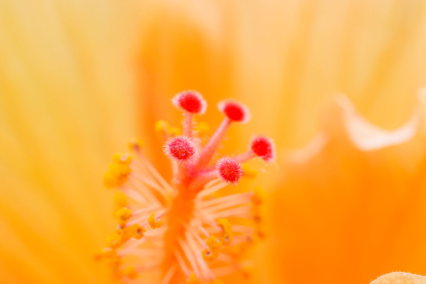 マクロレンズは撮影の幅を広げてくれる｜ソニー FE 90mm F2.8 Macro G