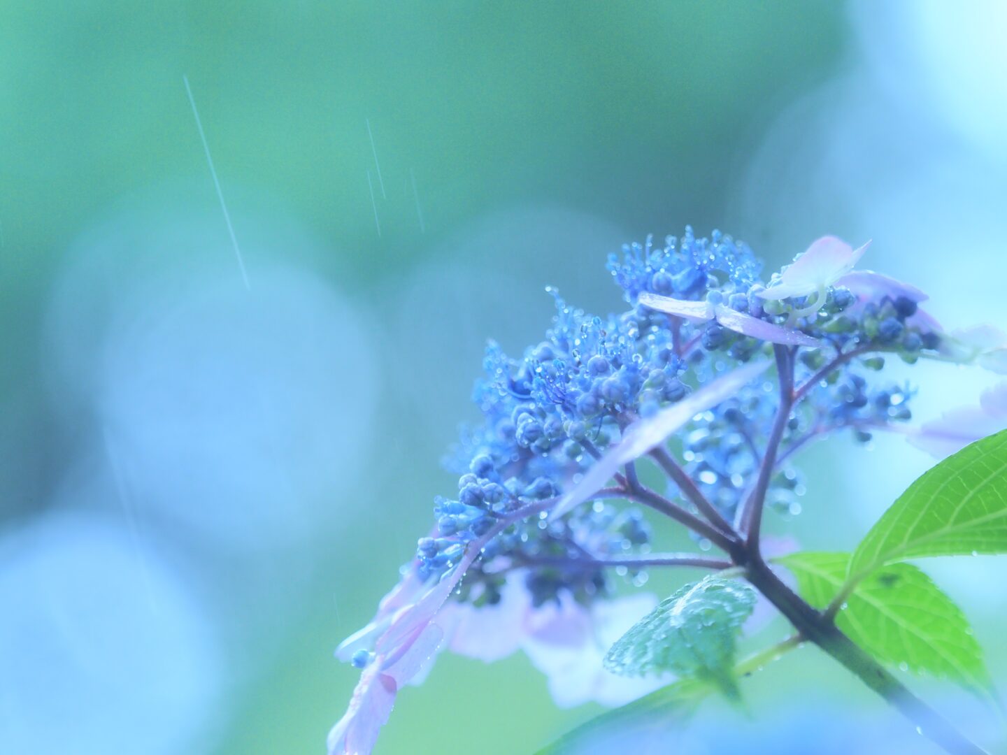 大きい雨垂れ紫陽花２本セット【青紫１本・赤紫１本・青グラデ】