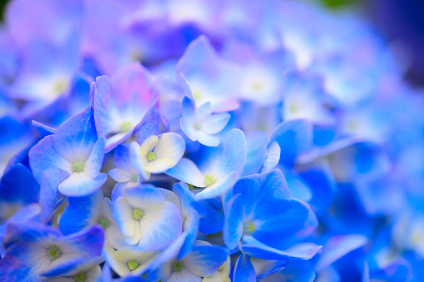 最高峰のMFマクロレンズ｜フォクトレンダー MACRO APO-LANTHAR 65mm F2