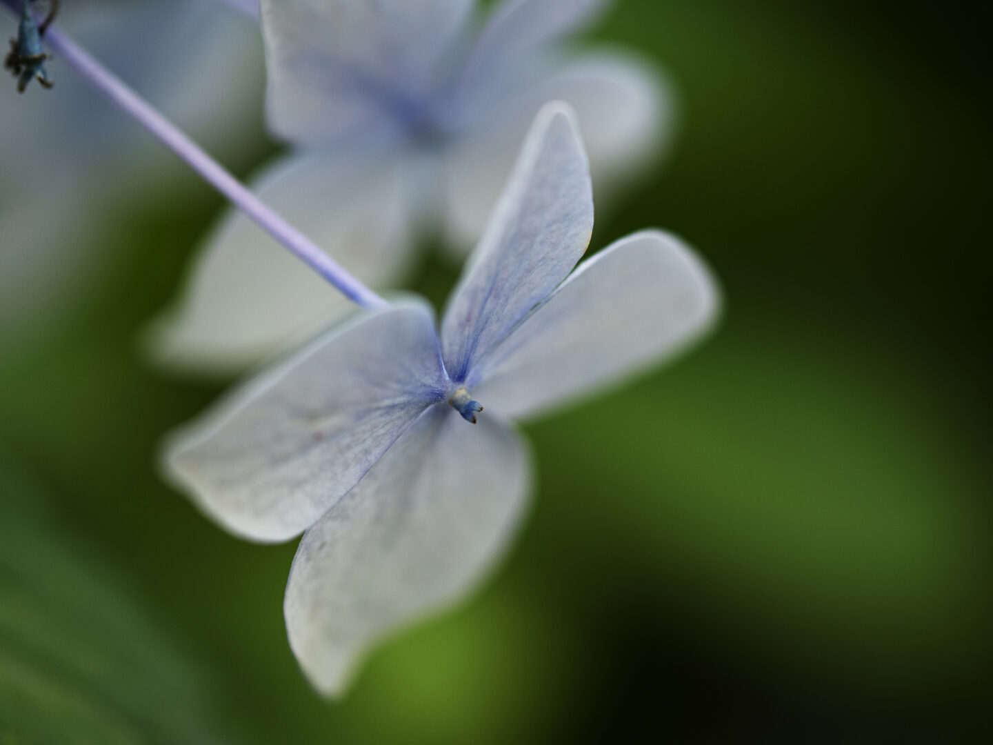 ペンタックス smc PENTAX-FA645 MACRO 120mmF4｜万能マクロレンズで