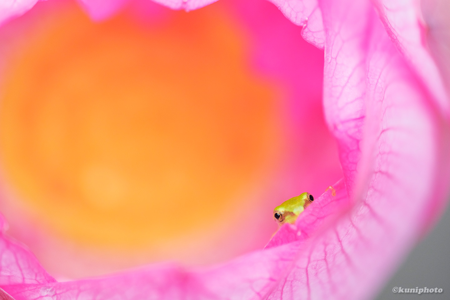 蓮をマクロで！クニさんの季節の花レシピ