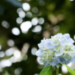 目からうろこ！並木隆の花撮影術｜手持ちの機材で花を撮るコツ