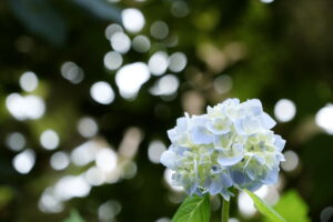 目からうろこ！並木隆の花撮影術｜手持ちの機材で花を撮るコツ
