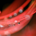 マクロで撮ろう彼岸花！｜クニさんの季節の花レシピ