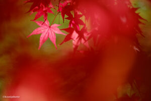 マクロで撮ろう紅葉！｜クニさんの季節の花レシピ