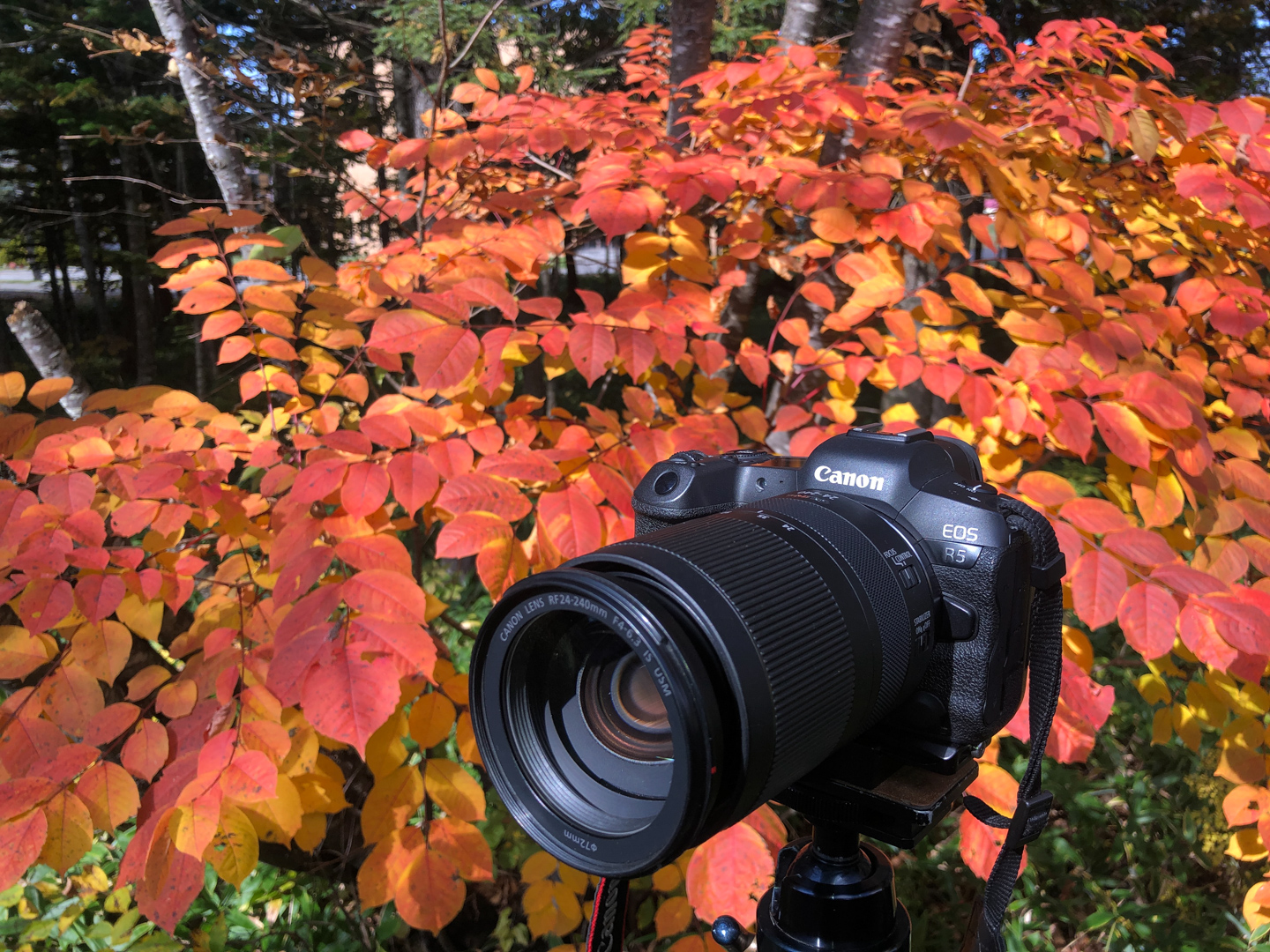 プロが教える紅葉撮影のひと工夫｜ネイチャースナップのススメ