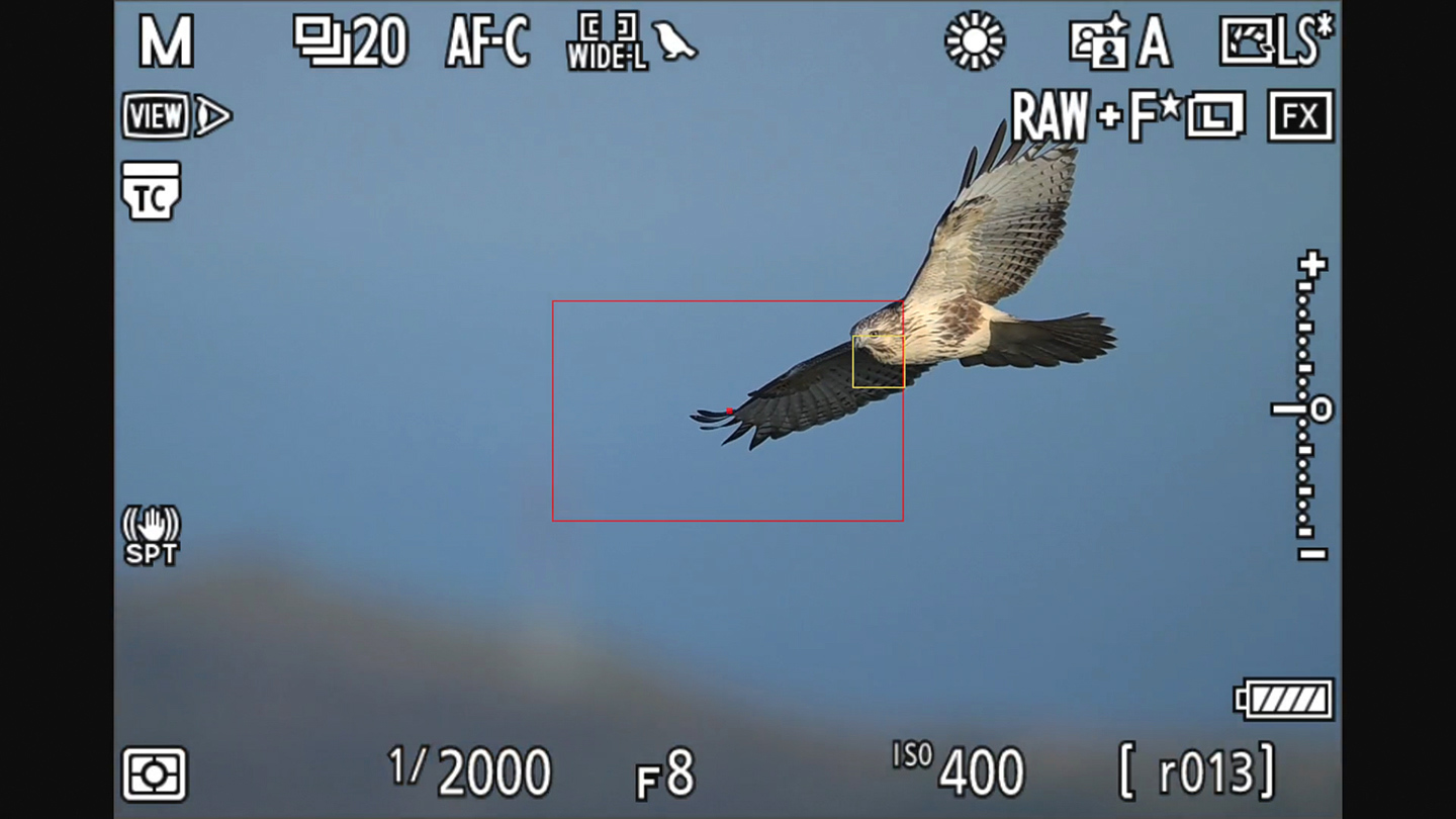ニコン Z 9 レビュー｜Ver.4.10で追加された鳥認識AFの実力