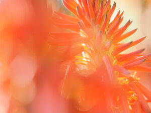 真っ赤な色とユニークな形 アロエの花｜上手に撮る方法をプロが紹介 ～吉住志穂～