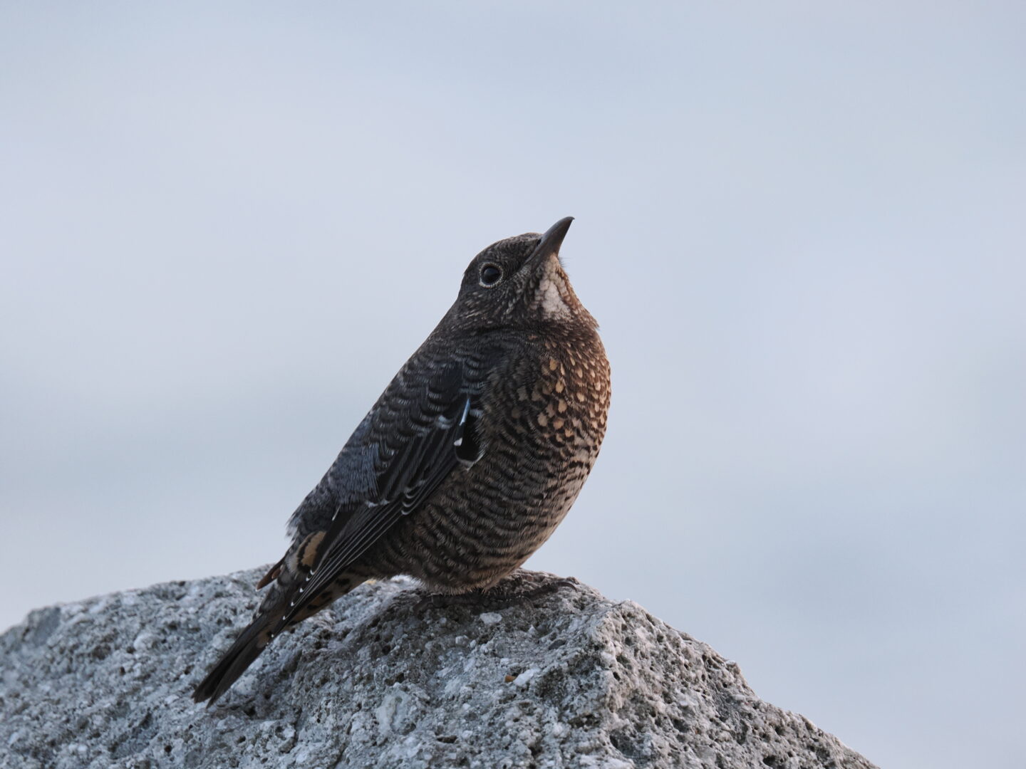 OM SYSTEM OM-1 Mark II ＋ M.ZUIKO DIGITAL ED 150-600mm F5.0-6.3 ISでの野鳥撮影｜ 唯一無二の超望遠システムをレビュー