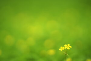 目からうろこ！並木隆の花撮影術｜写真は見た目通りに写らない！光の使い方を学ぼう