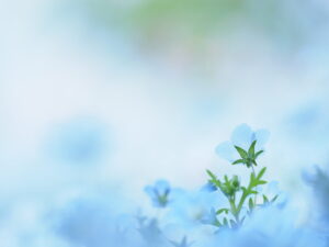 季節の花を上手に撮る方法をプロが紹介 ～吉住志穂～