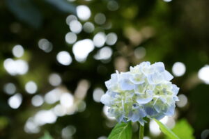目からうろこ！並木隆の花撮影術