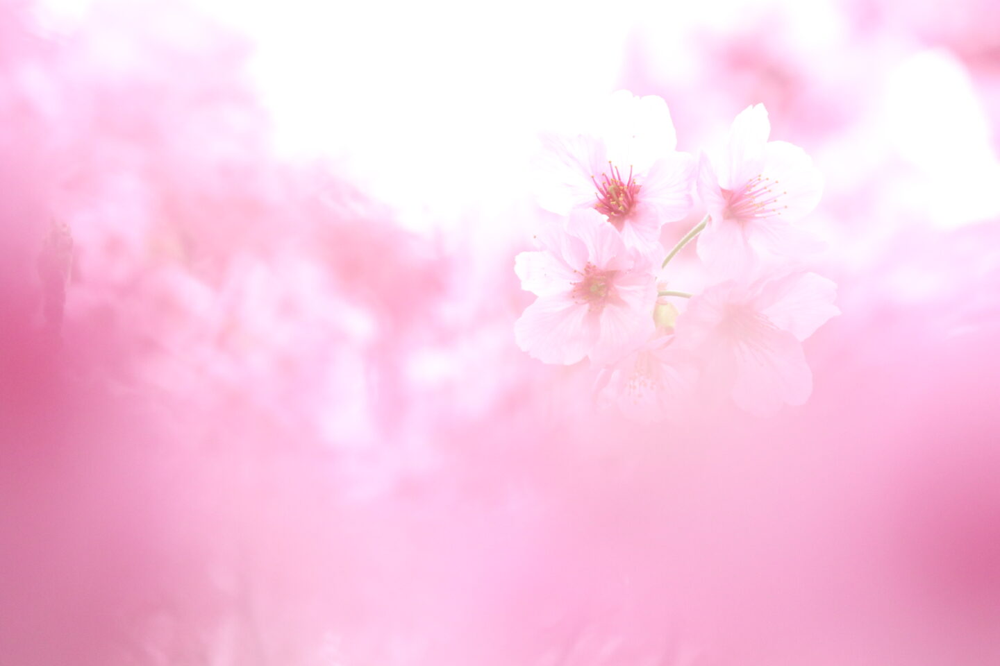 目からうろこ！並木隆の花撮影術｜今年こそ失敗しない！桜をキレイに撮るコツ
