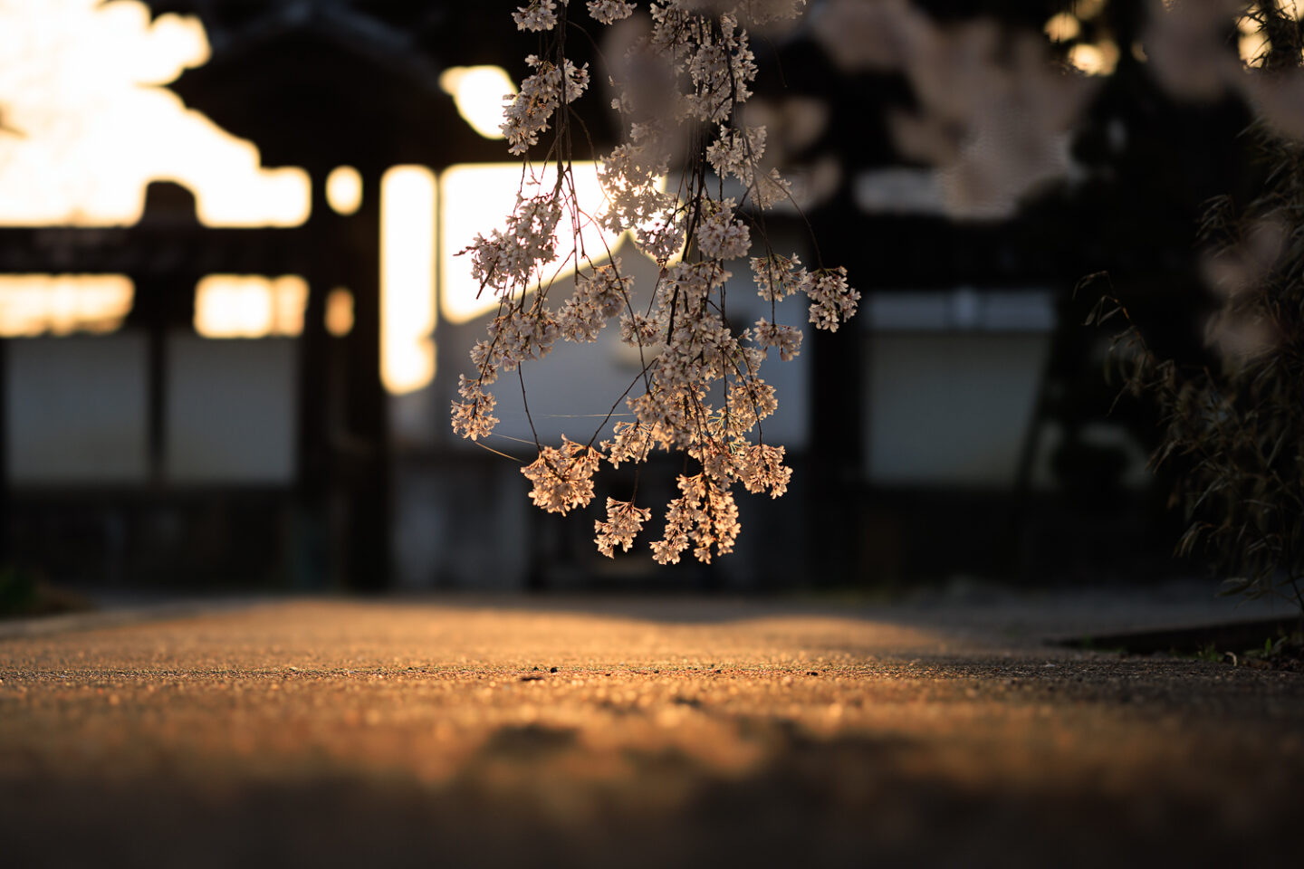 わずかな光を捉え、美しいボケで風景写真に新たな表情を与える｜キヤノン RF85mm F1.2 L USM DS レビュー