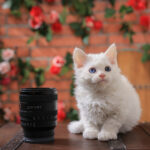 ソニー FE 16-25mm F2.8 G レビュー｜ペトグラファー 小川晃代