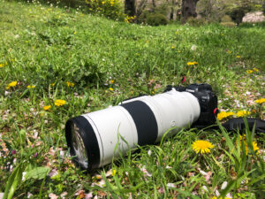 ネイチャースナップのすすめ｜キヤノン RF200-800mm F6.3-9 IS USMで春の花を撮る