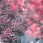 ニコン NIKKOR Z 70-200mm f/2.8 VR Sで切り取る美しい世界 ―高解像度で個性を引き出す望遠ズームの魅力―