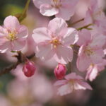 フルサイズとの併用も視野に。OM SYSTEMで増える、広がる作品づくり。便利なだけではない“寄れる・ボケる”高倍率ズームレンズ撮影テクニック