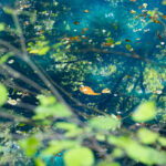 キヤノン EOS R50 レビュー｜自然風景撮影も手軽に！軽くて楽しい一台