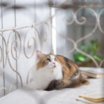 ソニー FE 85mm F1.4 GM II レビュー｜ペトグラファー 小川晃代