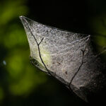 キヤノン RF-S55-210mm F5-7.1 IS STM レビュー｜風景を「引き寄せて撮る」楽しさ