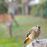 ソニー FE 70-200mm F2.8 GM OSS II レビュー｜鳥がいる風景撮影には欠かせない一本