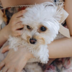 初心者におすすめのカメラ『富士フイルム X100VI』｜写真家 杉本優也