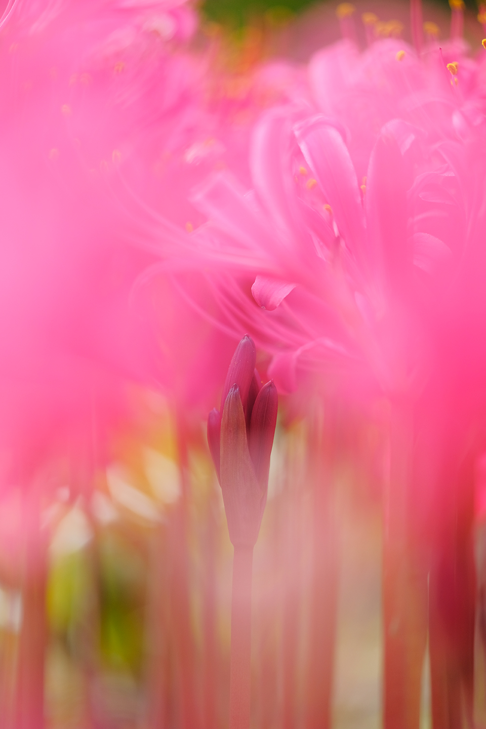 マクロで撮ろうナツズイセン・リコリス｜クニさんの季節の花レシピ