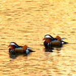 コンパクトで高画質！私のメインレンズはキヤノン RF100-500mm F4.5-7.1 L IS USM