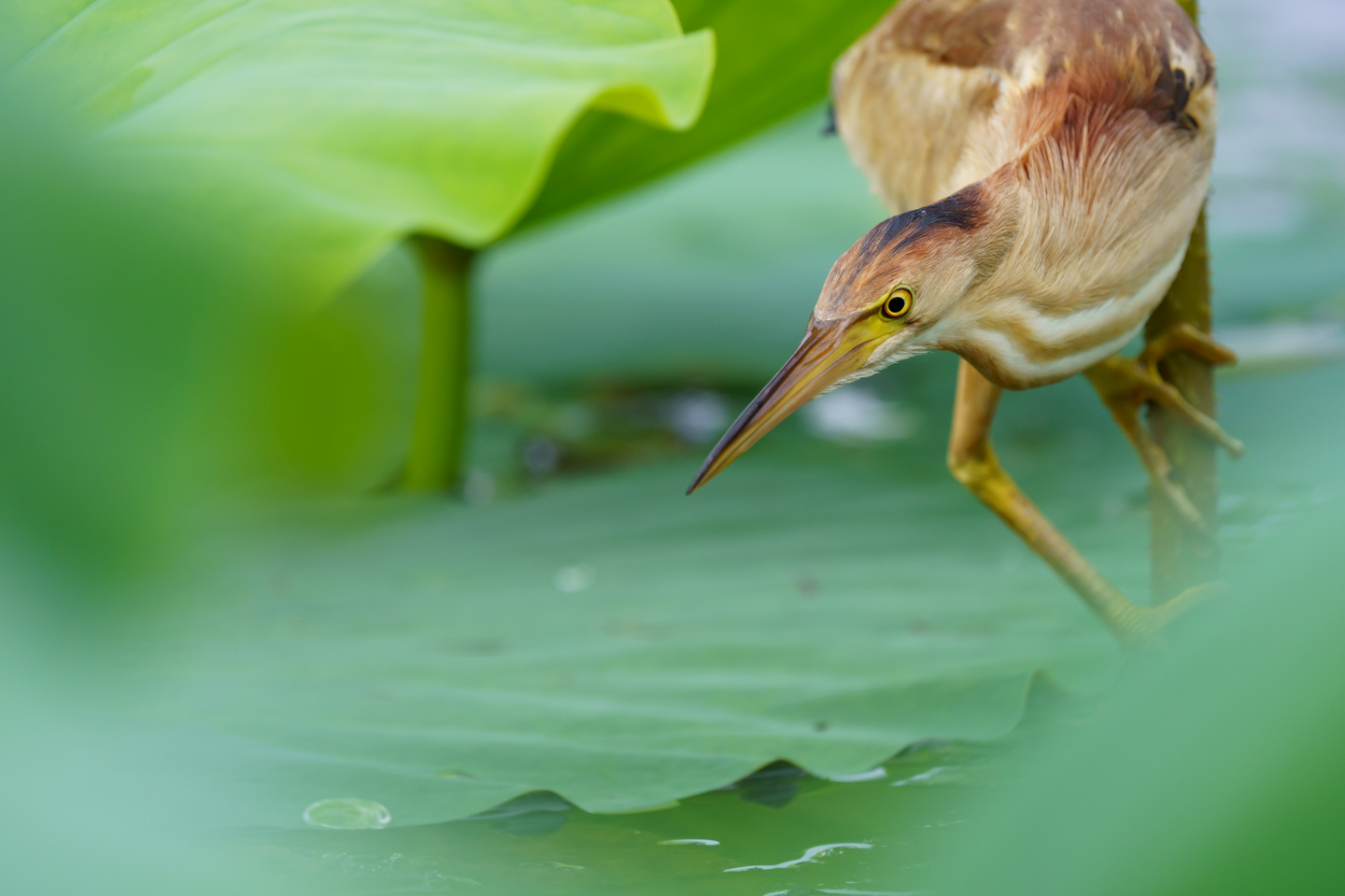ソニー FE 200-600mm F5.6-6.3 G OSS レビュー｜野鳥撮影コスパナンバーワンの超望遠ズーム