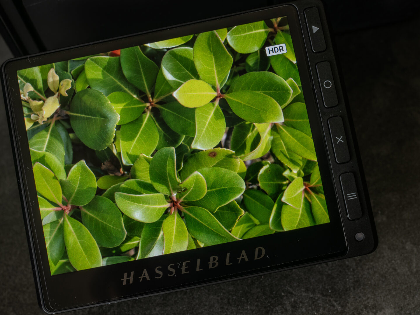 Hasselblad X2D II 100C レビュー｜1億画素が拓く中判デジタルの新次元 