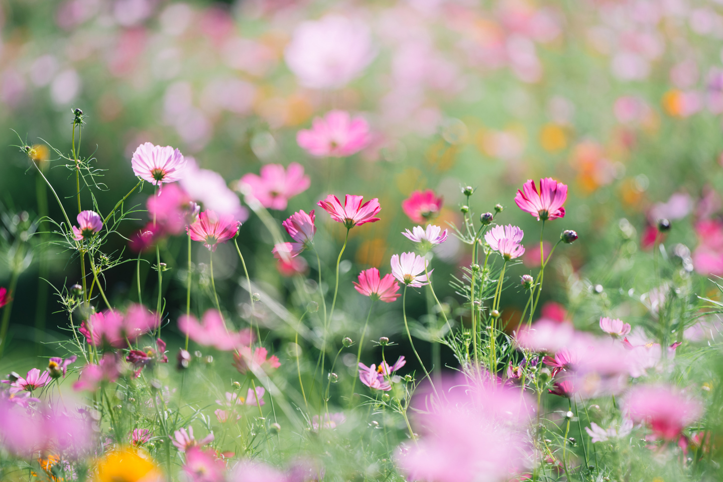 ✨ショット数1683回で超美品✨自撮りも楽々✨Nikon D5200　735-1 Nikon Z 7II ミラーレス一眼カメラ ブラック ［ボディ単体］｜の