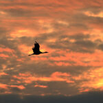 野鳥撮影は露出で決まる！ ISO・絞り・シャッター速度の関係＋撮影モードの使い分け