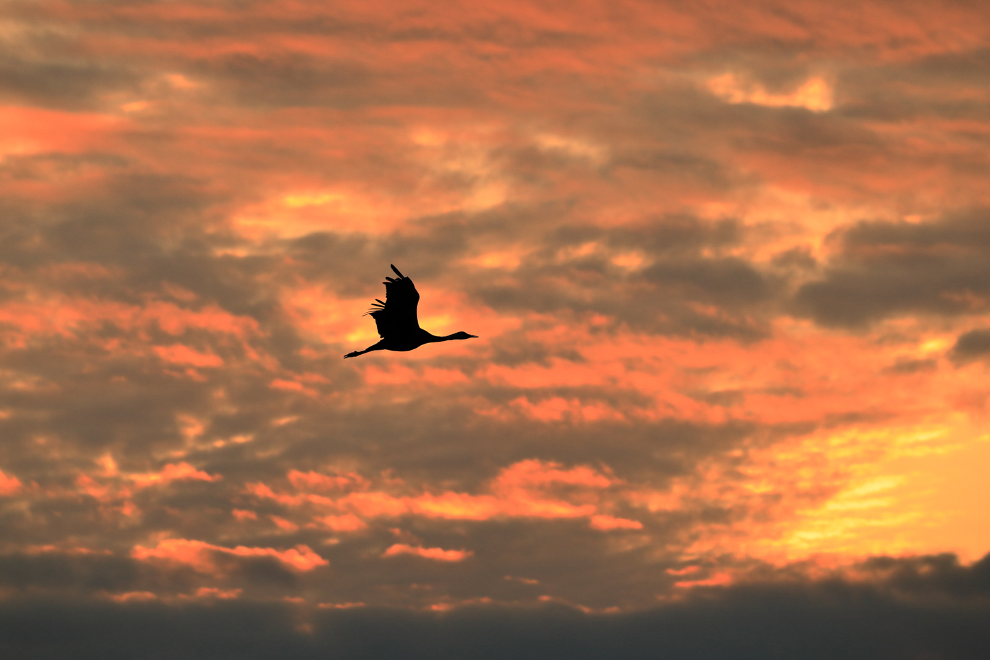 野鳥撮影は露出で決まる！ ISO・絞り・シャッター速度の関係＋撮影モードの使い分け