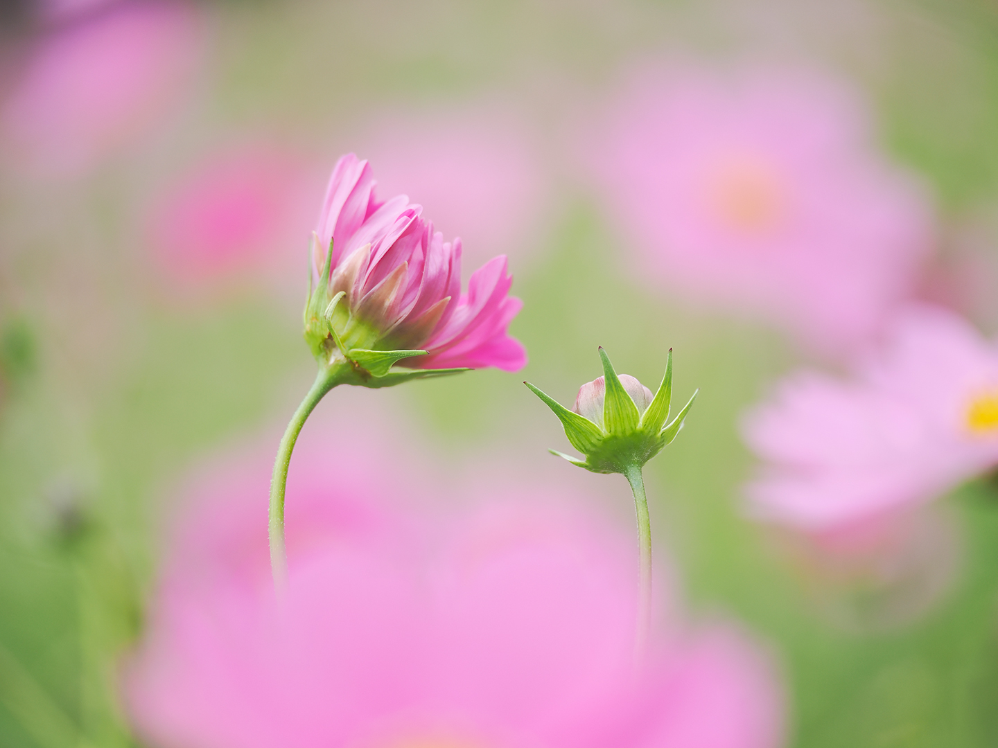 マクロで撮ろうコスモス｜クニさんの季節の花レシピ