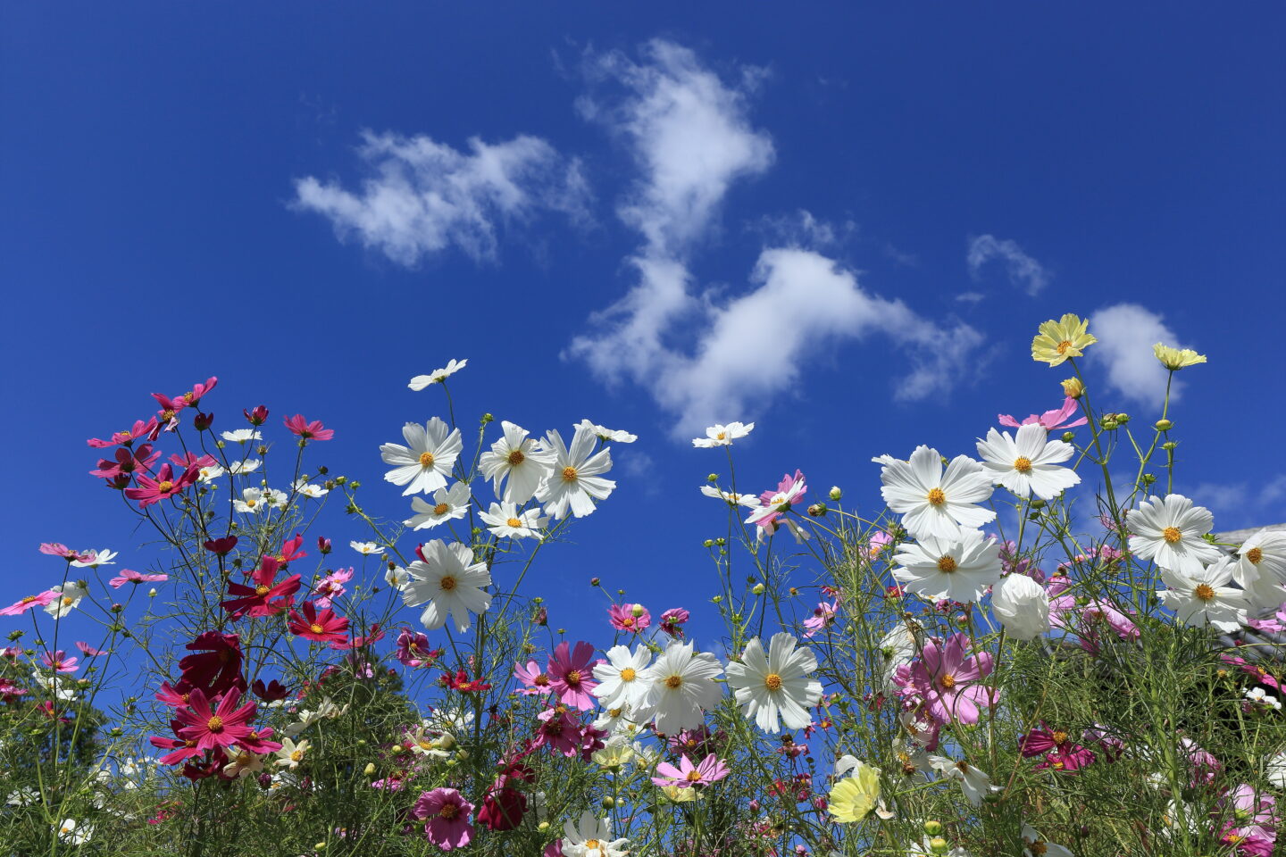 焦点距離からシーン別まで。コスモスのさまざまな表情を切り撮るテクニック｜斎藤裕史