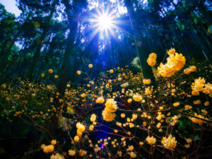 自然に身を委ね、ありのままを撮る｜写真家・木村琢磨が語る風景写真の魅力