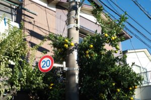 小型・軽量・画質の魅力を凝縮した富士フイルム X-T30 III レビュー｜こばやしかをる