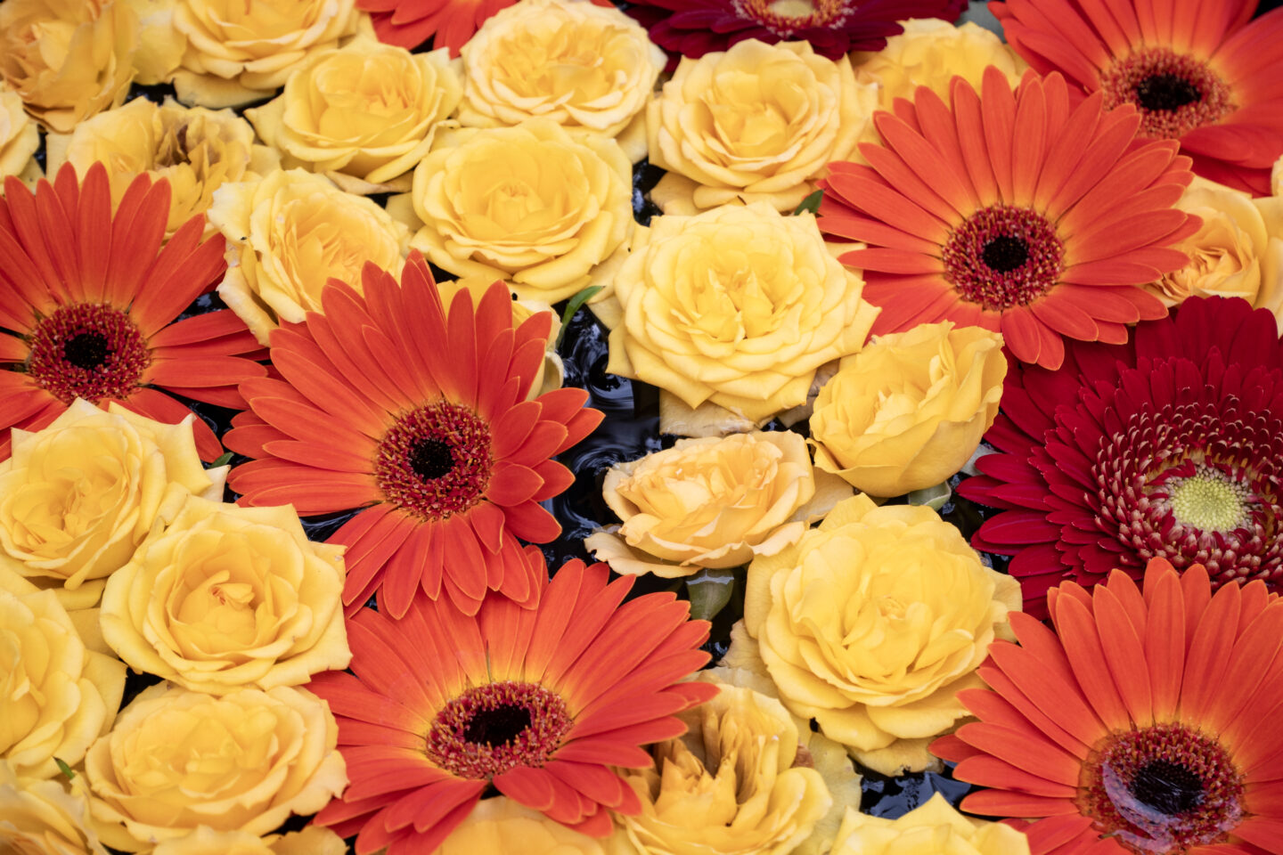 パナソニック LUMIX DC-G100DWレビュー｜小型・軽量ボディが魅力の入門機