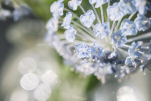 ニコン NIKKOR Z DX MC 35mm f/1.7レビュー｜軽くて寄れる、明るくて表現豊かなレンズ