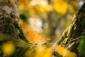 紅葉をただ撮るのはもったいない。魅せる4つの視点｜八木千賀子