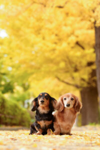 愛犬愛猫を素敵に撮るコツ教えます お家フォト～ロケーション撮影まで｜小川晃代