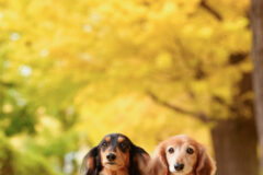 愛犬愛猫を素敵に撮るコツ教えます お家フォト～ロケーション撮影まで｜小川晃代