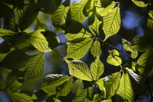 キヤノン RF75-300mm F4-5.6レビュー｜海へ山へ！望遠ズーム初心者におすすめの一本