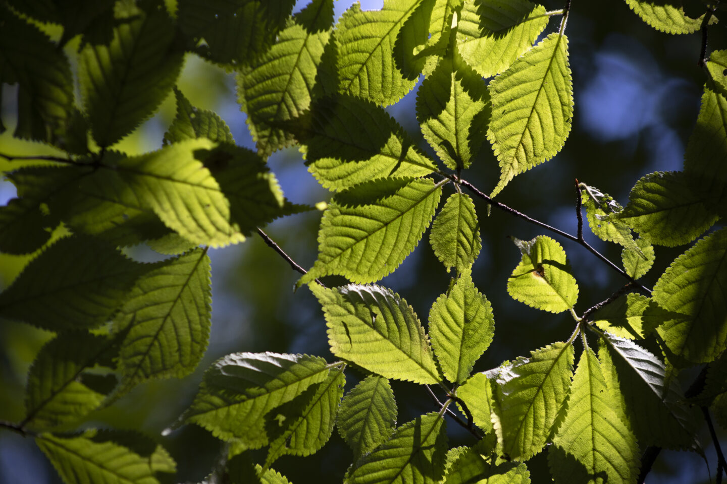 キヤノン RF75-300mm F4-5.6レビュー｜海へ山へ！望遠ズーム初心者におすすめの一本