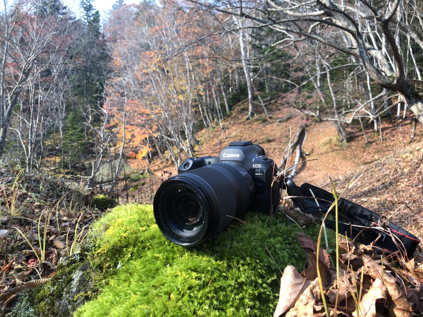 ネイチャースナップのすすめ｜ピーク過ぎの紅葉を楽しむ