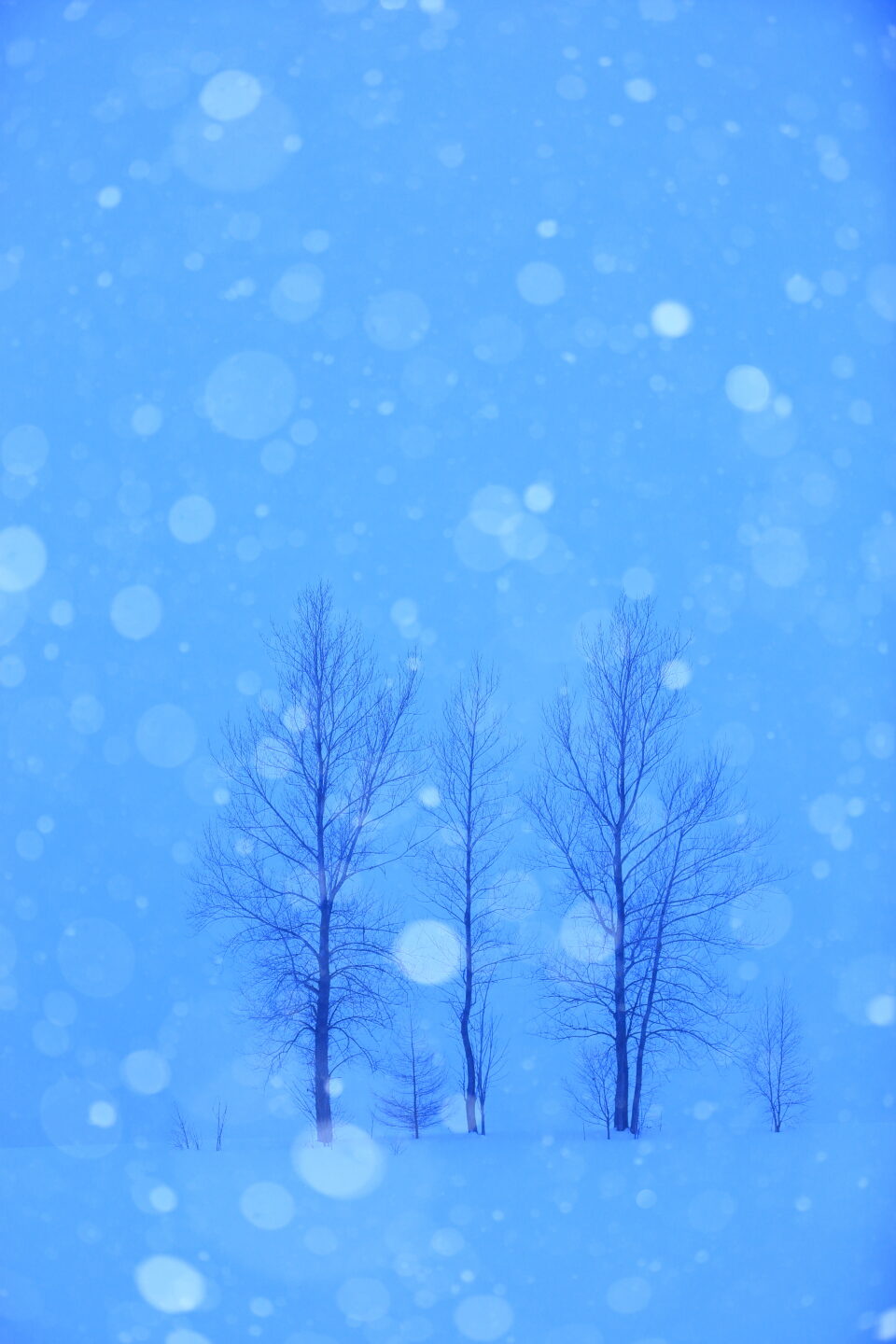 冬景色の光と向き合うための基本とテクニック｜斎藤裕史